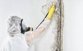 Best Comprehensive Air Testing for Mold Contaminants  in USA